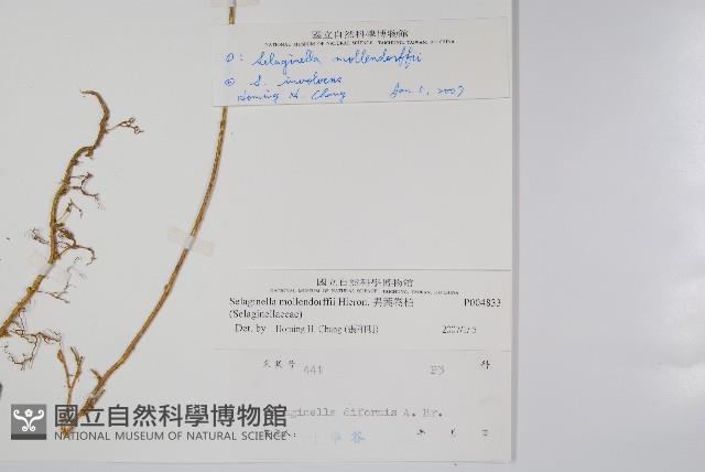 異葉卷柏藏品圖，第2張