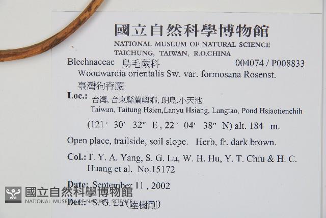 臺灣狗脊蕨藏品圖，第2張