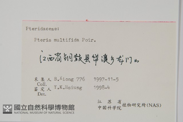 鳳尾蕨藏品圖，第2張