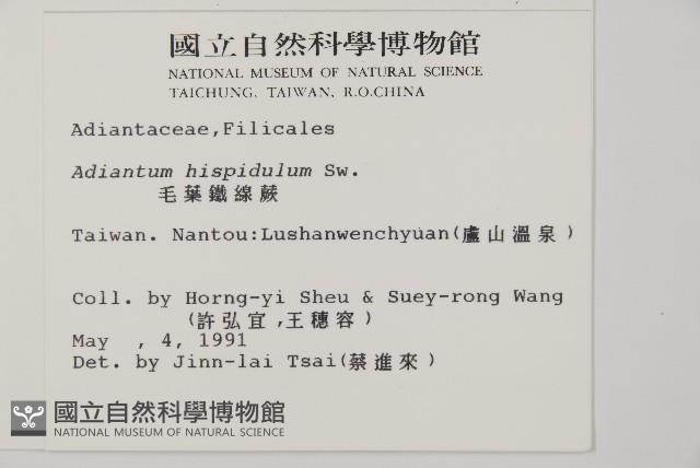 毛葉鐵線蕨藏品圖，第2張