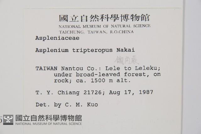 三翅鐵角蕨藏品圖，第2張