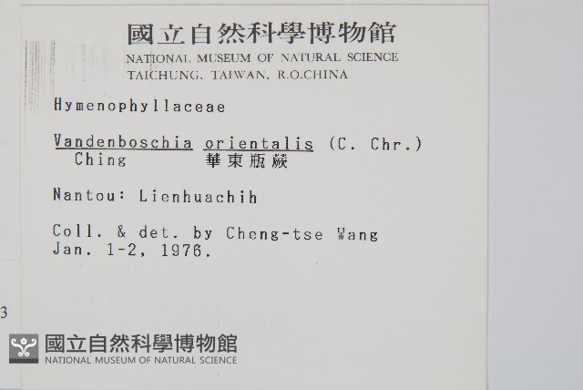 南海瓶蕨藏品圖，第2張