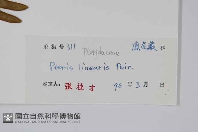 三角脈鳳尾蕨藏品圖，第2張