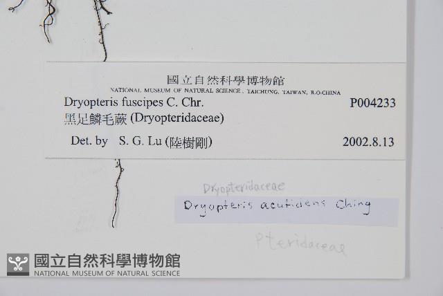 黑足鱗毛蕨藏品圖，第2張