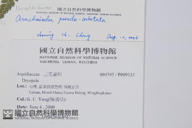 小葉複葉耳蕨藏品圖，第2張