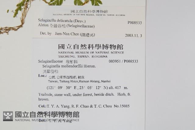 全緣卷柏藏品圖，第2張