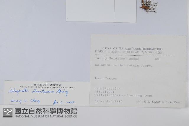 擬密葉卷柏藏品圖，第2張