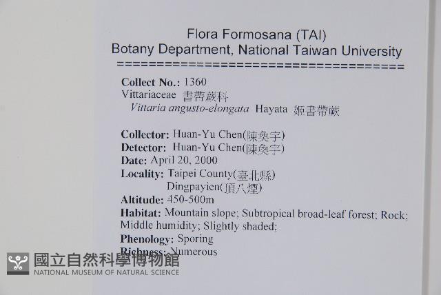 姬書帶蕨藏品圖，第2張