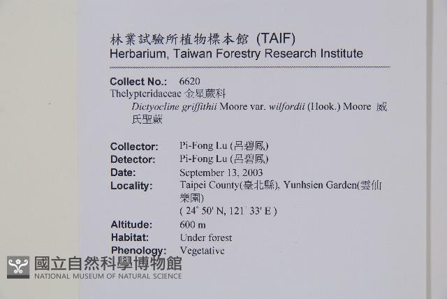 威氏聖蕨藏品圖，第2張