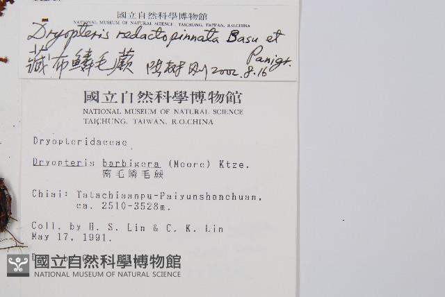 藏布鱗毛蕨藏品圖，第2張