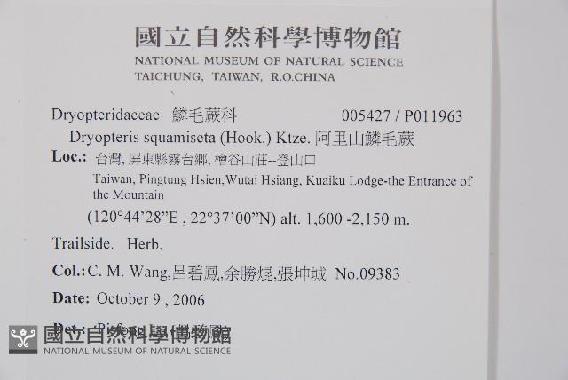 阿里山鱗毛蕨藏品圖，第2張