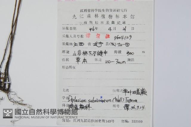 單葉雙蓋蕨藏品圖，第2張