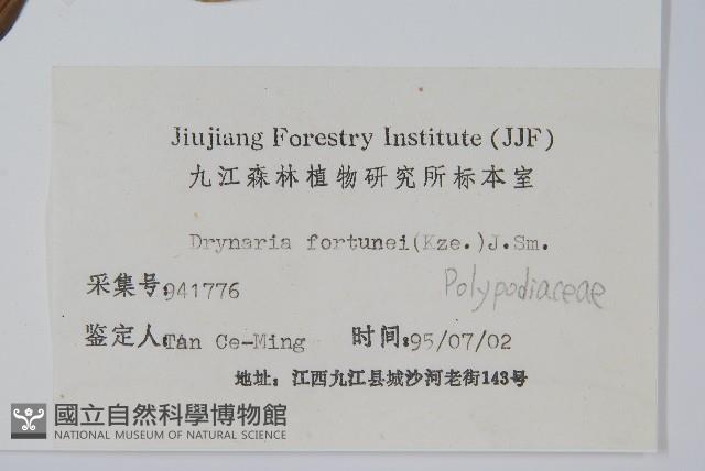 槲蕨藏品圖，第2張