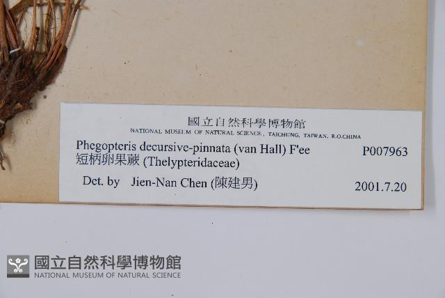 翅軸假金星蕨、短柄卵果蕨藏品圖，第2張