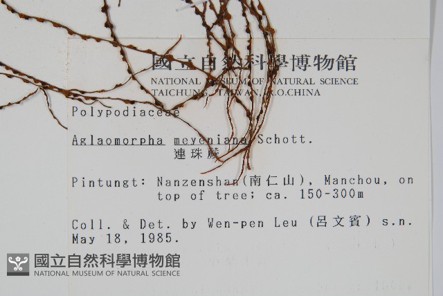 連珠蕨藏品圖，第2張