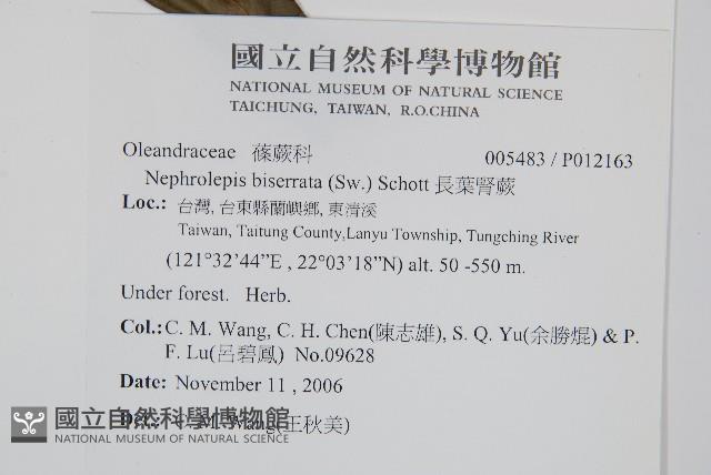 長葉腎蕨藏品圖，第2張