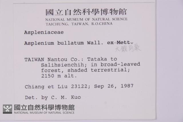 大鐵角蕨藏品圖，第5張