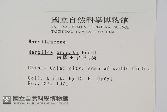 南國田字草藏品圖，第2張