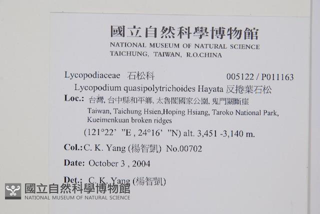 反捲葉石松藏品圖，第2張