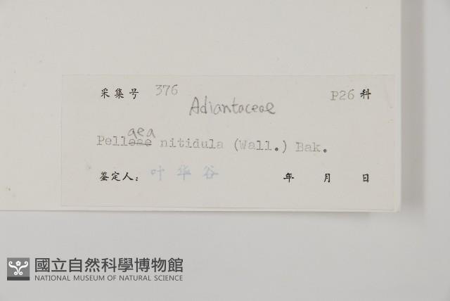 旱蕨藏品圖，第2張