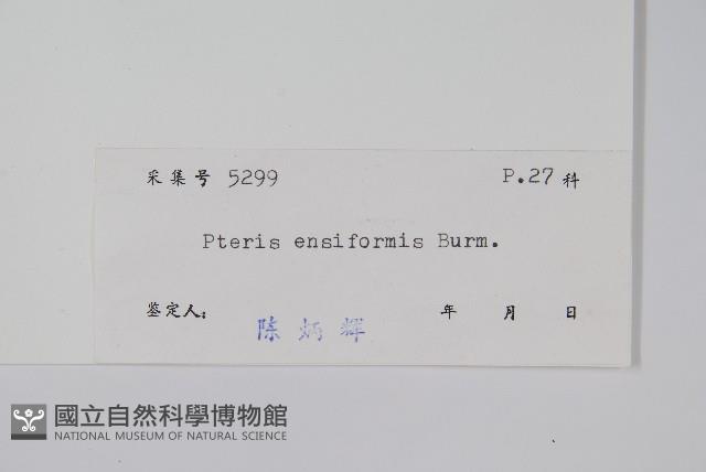 箭葉鳳尾蕨藏品圖，第2張