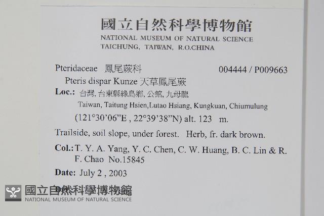 天草鳳尾蕨藏品圖，第2張