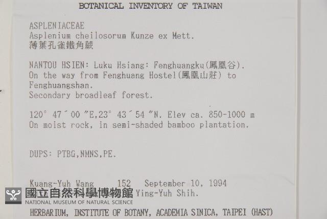 薄葉孔雀鐵角蕨、邊孢鐵角蕨藏品圖，第2張