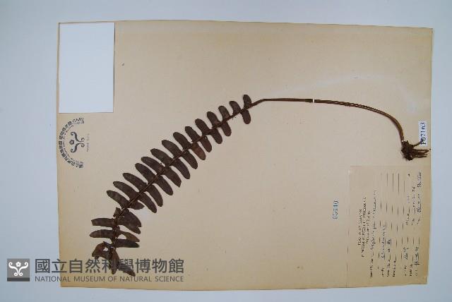 腎蕨藏品圖，第1張