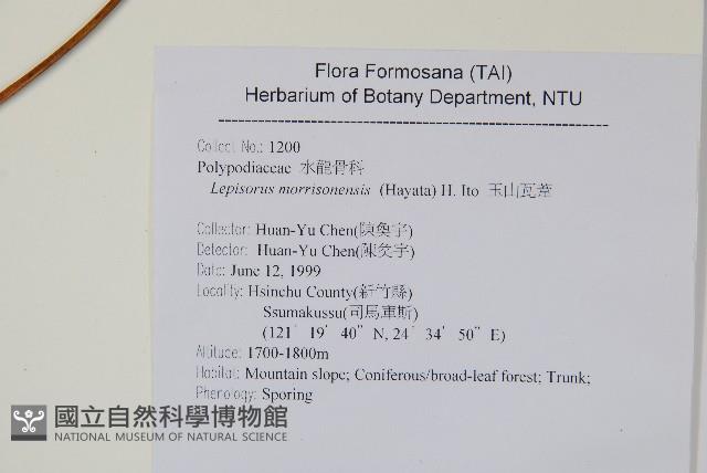 鱗瓦葦、長柄瓦葦藏品圖，第2張