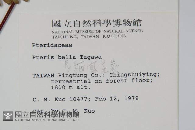 長柄鳳尾蕨藏品圖，第2張