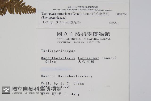 粗毛金星蕨藏品圖，第2張