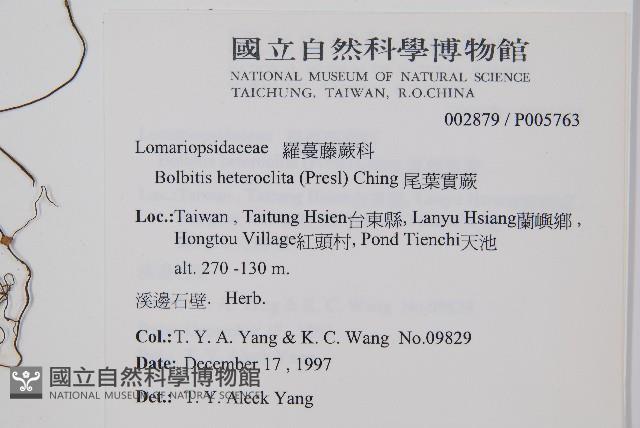 尾葉實蕨藏品圖，第2張