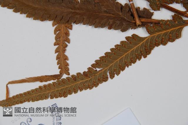 邊緣鱗蓋蕨藏品圖，第5張