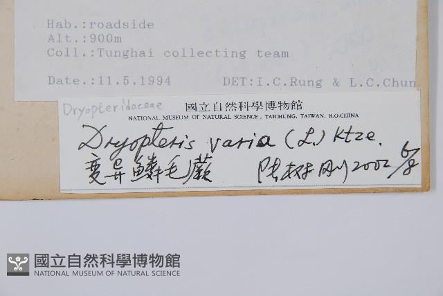 南海鱗毛蕨藏品圖，第2張