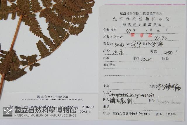 光鱗毛蕨藏品圖，第2張