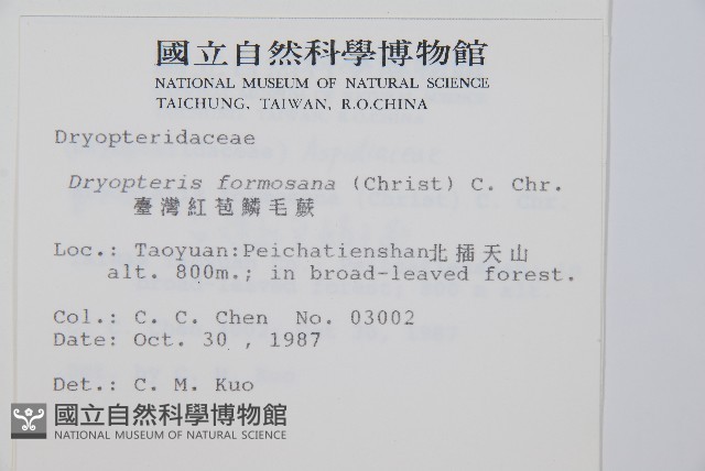 臺灣鱗毛蕨藏品圖，第2張
