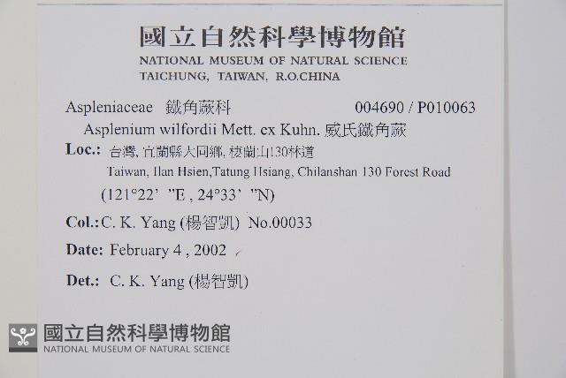 威氏鐵角蕨藏品圖，第2張