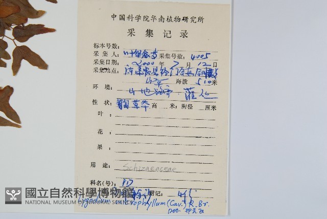 小葉海金沙藏品圖，第2張