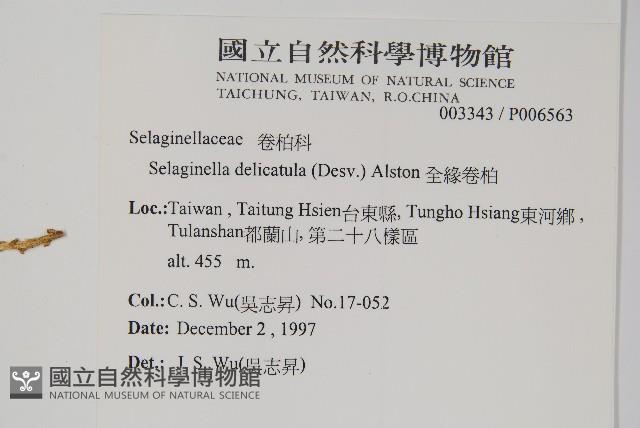 全緣卷柏藏品圖，第2張