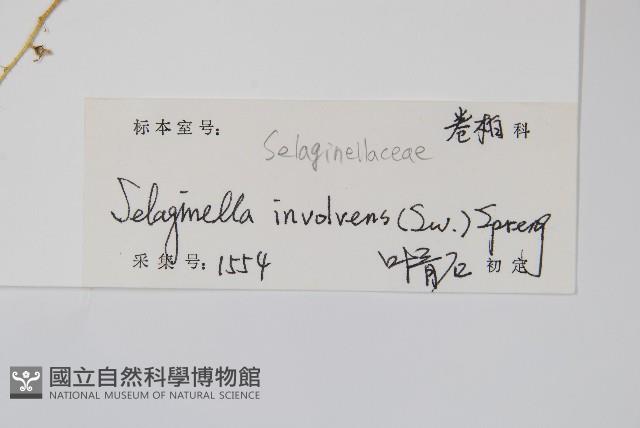 密葉卷柏藏品圖，第2張