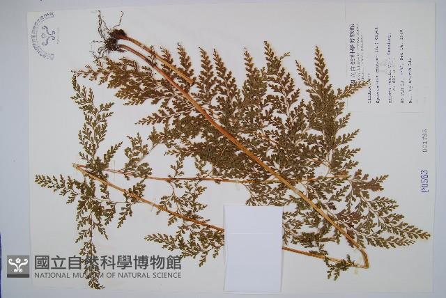 烏蕨藏品圖，第1張