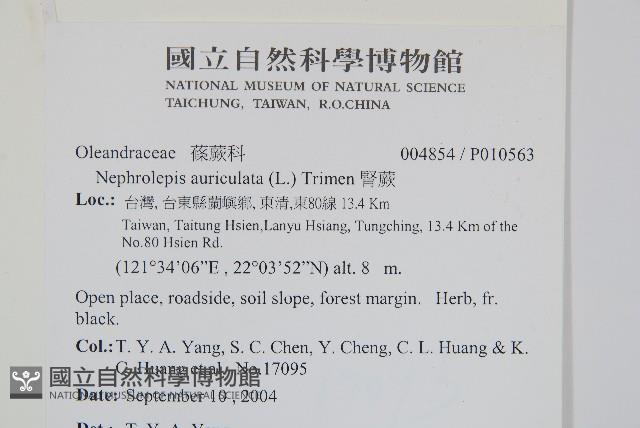 腎蕨藏品圖，第2張