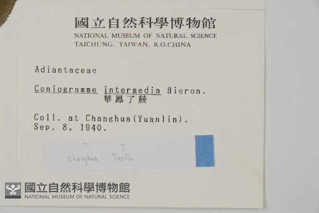 華鳳丫蕨藏品圖，第2張