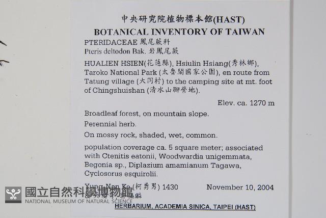 岩鳳尾蕨藏品圖，第2張