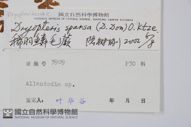 長葉鱗毛蕨藏品圖，第2張