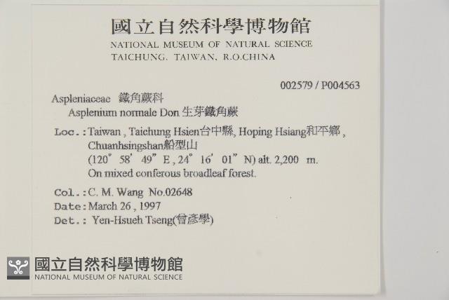 生芽鐵角蕨藏品圖，第2張