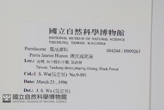 傅氏鳳尾蕨藏品圖，第2張