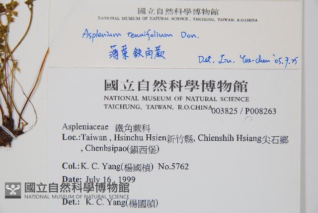 薄葉鐵角蕨藏品圖，第2張