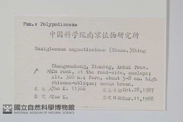 石蕨藏品圖，第2張