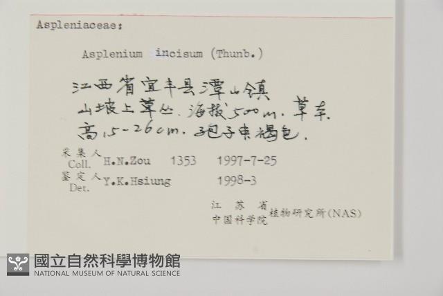 縮羽鐵角蕨藏品圖，第5張